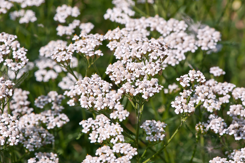 Waterwise Perennials