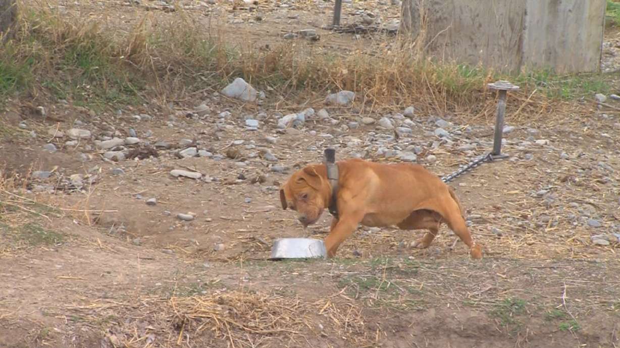 Triple homicide investigation continues; fate of 70 dogs in question