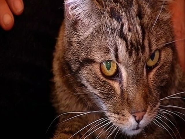 Long-lost cat returned to owners after missing for 13 years