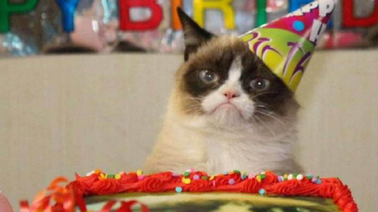 World's grumpiest cat turns 1, faces lifetime of grump ahead