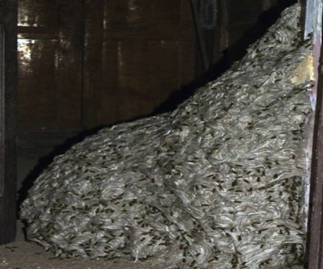 22-foot wasp nest found in Spanish home
