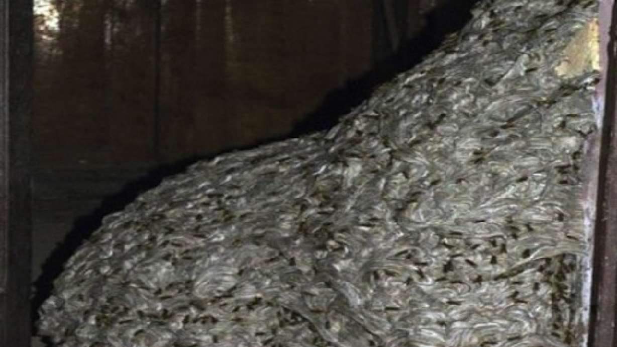 22-foot wasp nest found in Spanish home