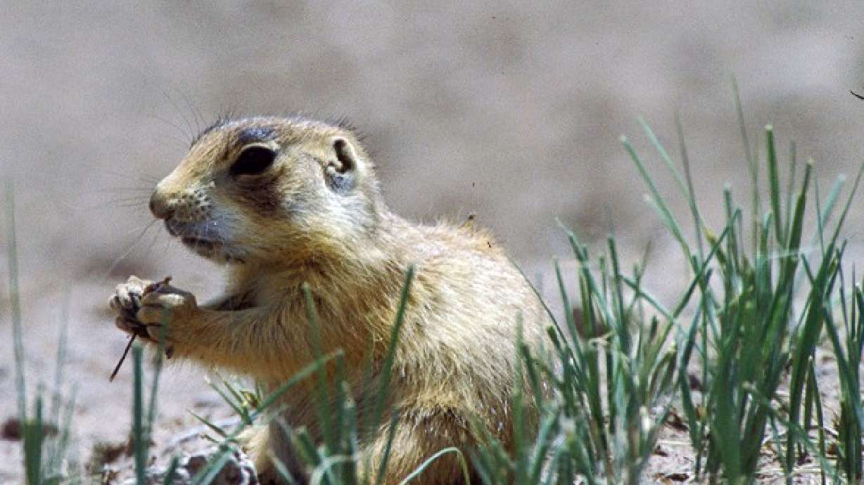 Prairie dogs invade Cedar City; town strikes at feds