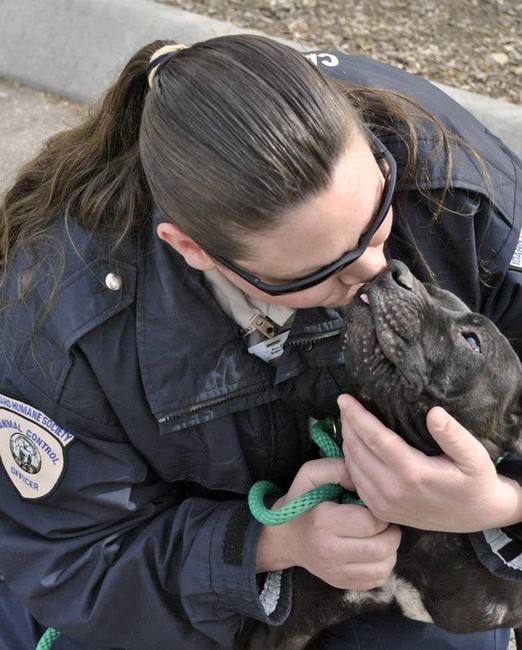 Idaho pit bulls found at scene of homicide ready to be adopted