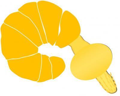 Rendering of pomphorhynchus laevis (Image courtesy of Karp lab)