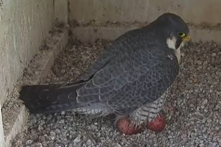 Famous Salt Lake peregrine falcons return to downtown nest