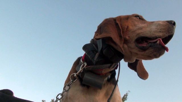 Some Utah hunters are using packs of dogs to track down wild pigs in Arizona.