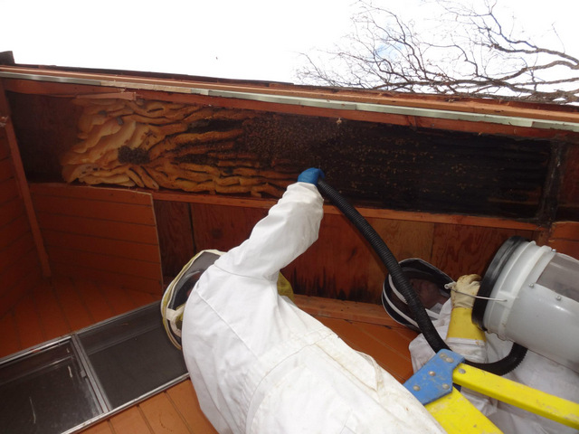12-foot beehive takes over Weber County home