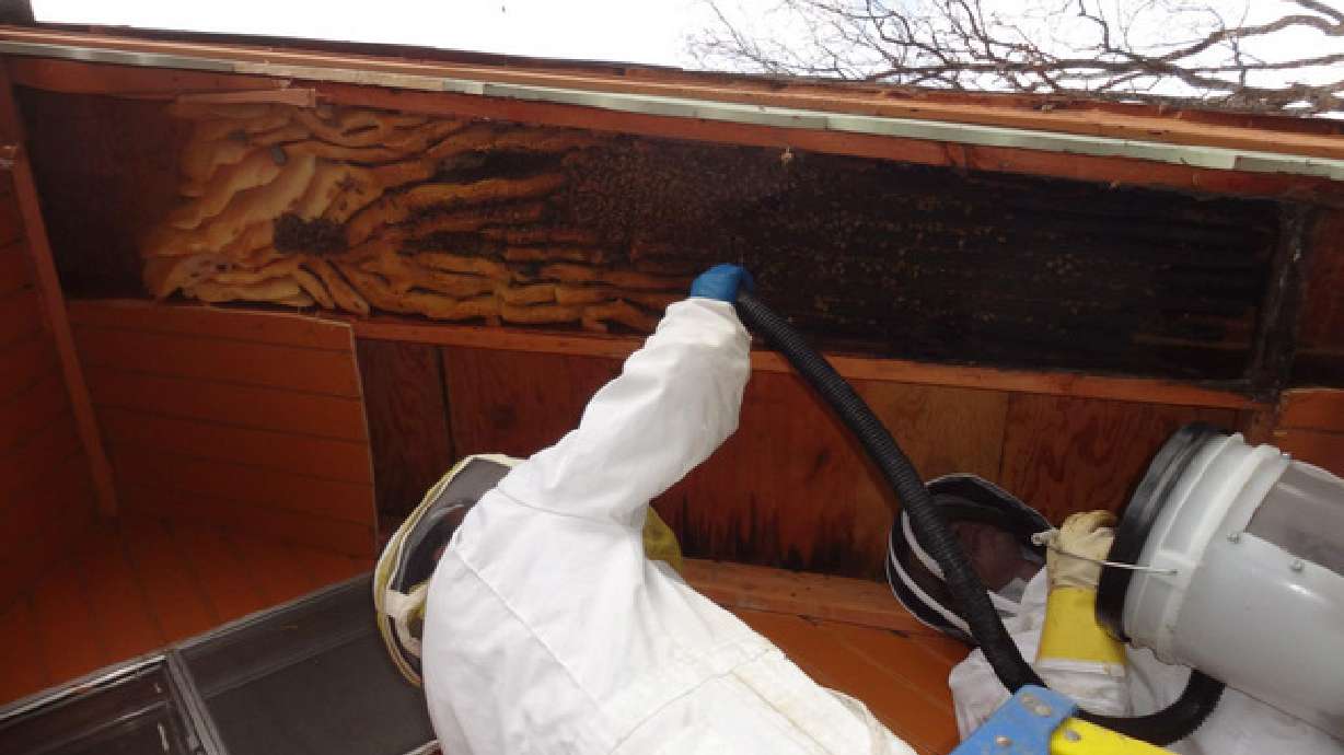 12-foot beehive takes over Weber County home