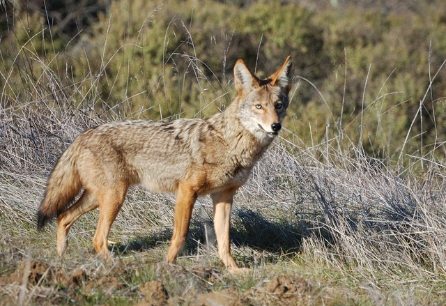 6,000 coyotes killed in Utah’s bounty program
