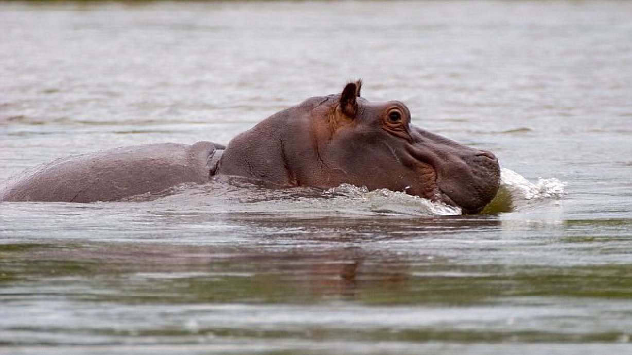 Man swallowed by hippo tells of experience