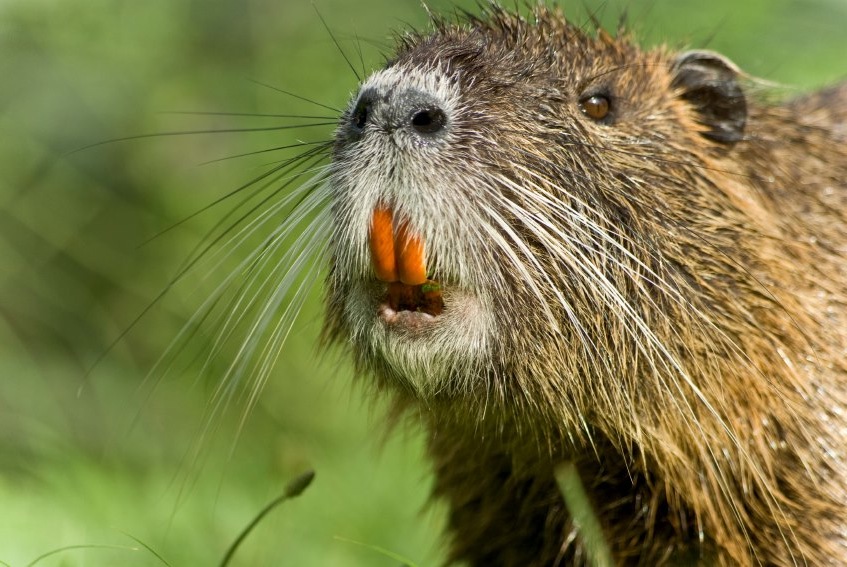 Giant rodents eating Louisiana's coastland