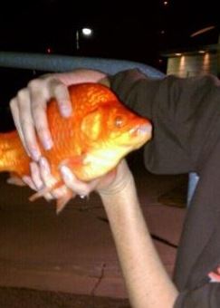 Goldfish, weighing 2 to 3 pounds each, were shocked out of Willow pond in 2011. (Photo: Tonya Kieffer)