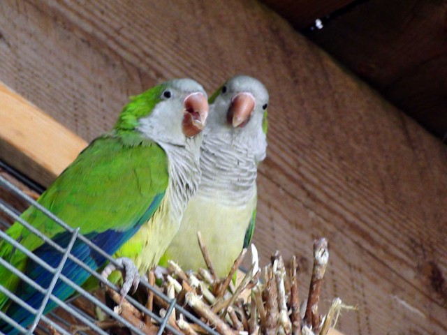 4 reasons to visit Tracy Aviary