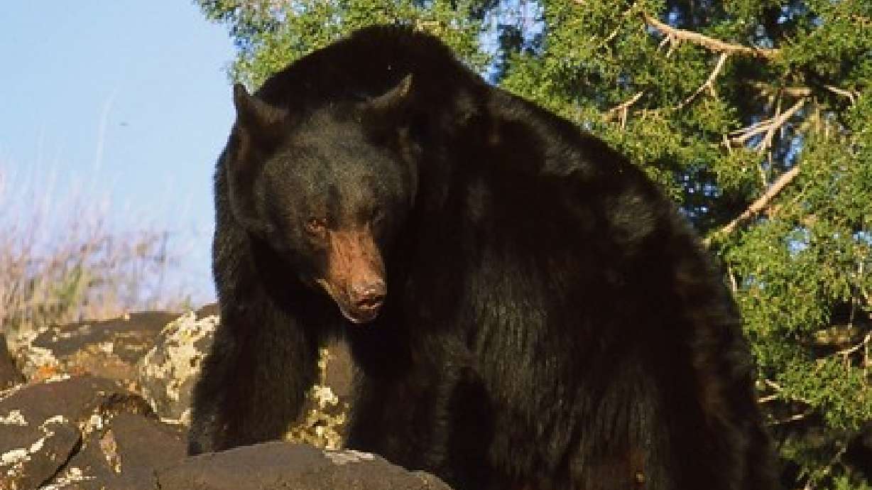 'Never feed a bear' among safety tips offered by DWR