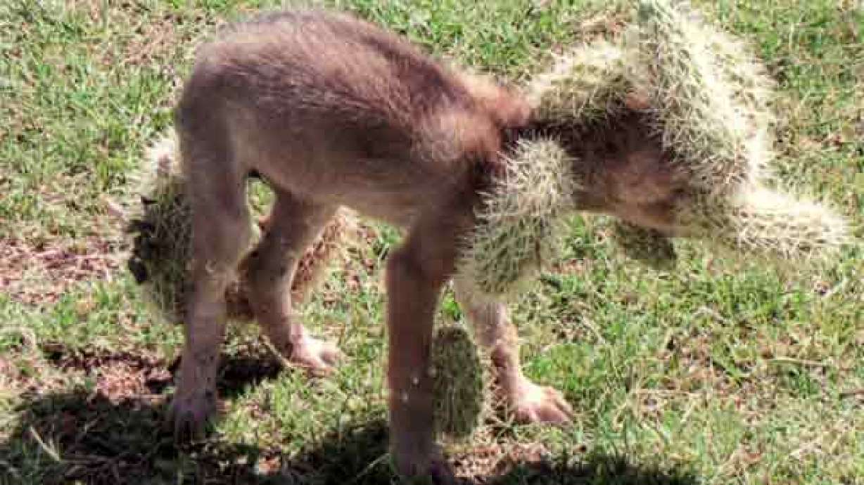 Coyote pup saved after running into cactus