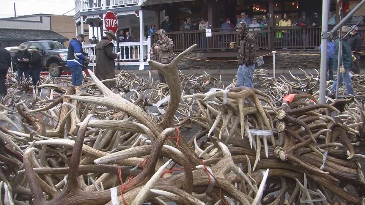 Elk antlers sell for record high price at Jackson, Wyo., auction