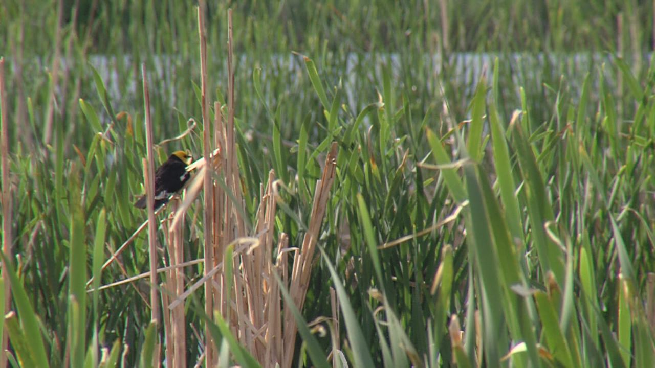 New West Davis Corridor to destroy bird habitats, says environmental group