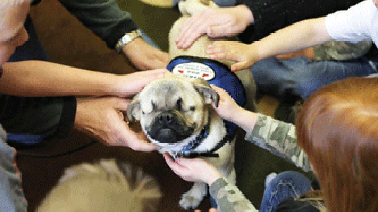 Blind pug spends days comforting abused children