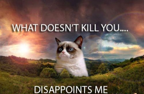 Grumpy Cat gets her own movie, finally