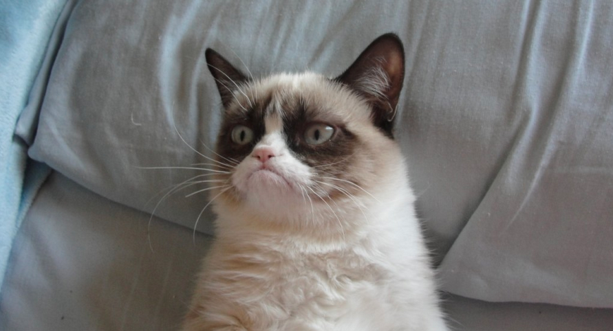 Grumpy Cat gets her own movie, finally
