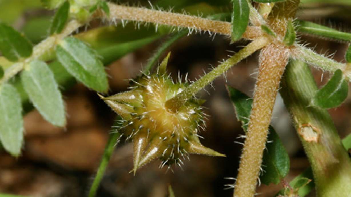 Puncturevine