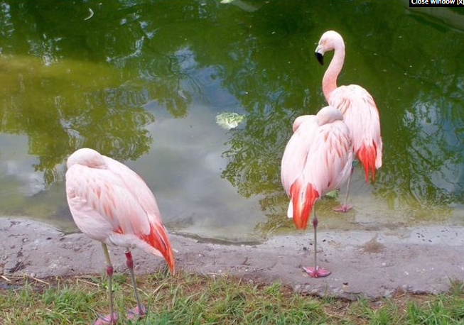 4 reasons to visit Tracy Aviary