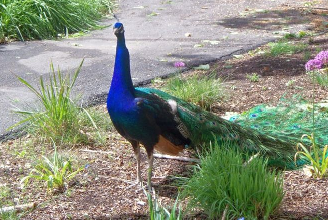 4 reasons to visit Tracy Aviary