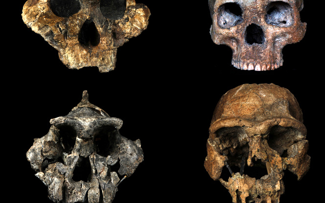 U. research reveals diet of ancient human ancestors