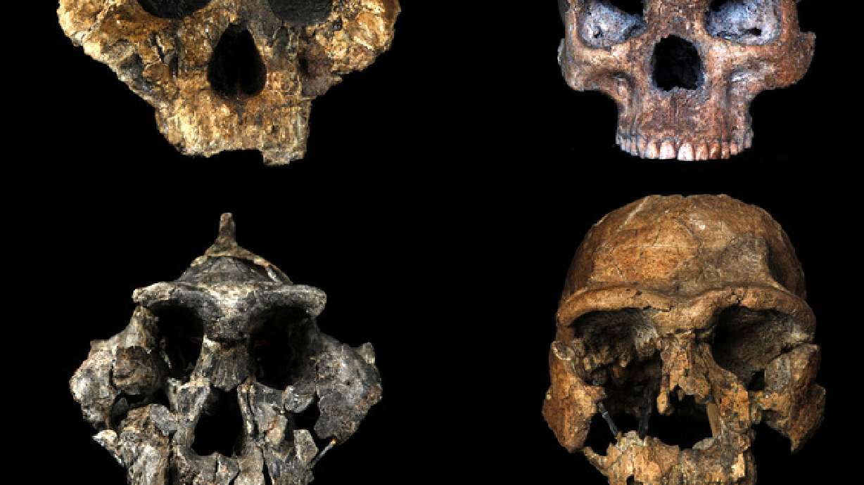 U. research reveals diet of ancient human ancestors