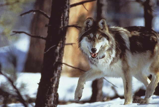 Utah: Animal found dead in trap appears to be gray wolf