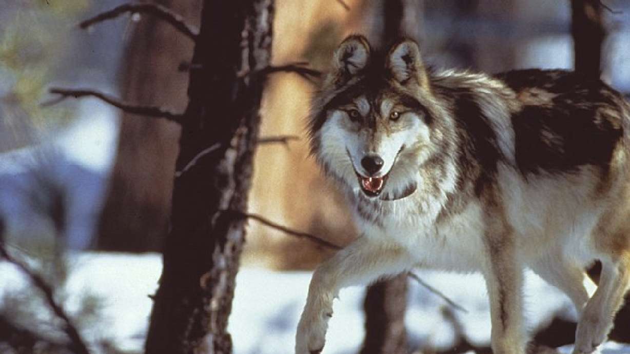 Feds want to remove gray wolf from endangered species list
