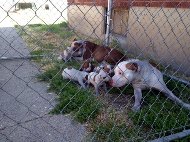 Dogs, puppies rescued from Ogden house fire