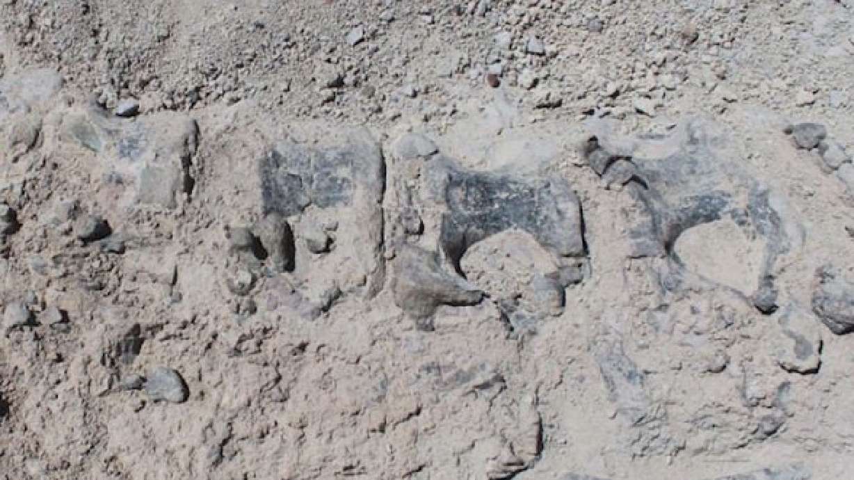 Family unearths large dinosaur skeleton during vacation