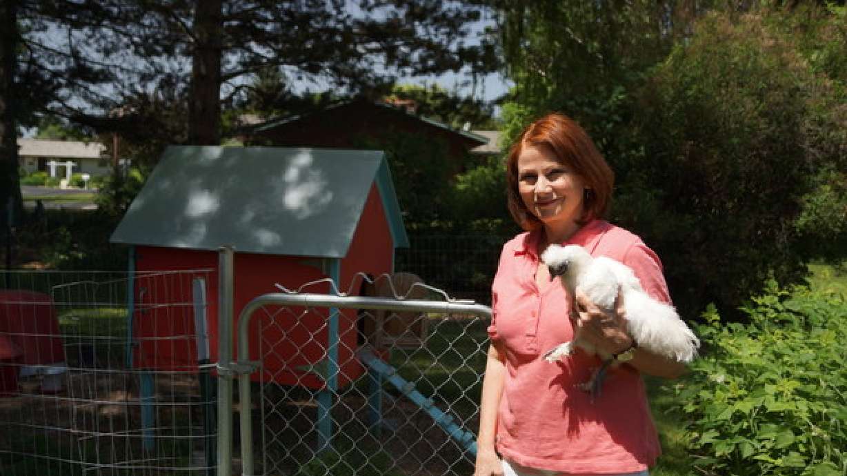 'One-eyed illegal chicken' subject of grandmother's indictment