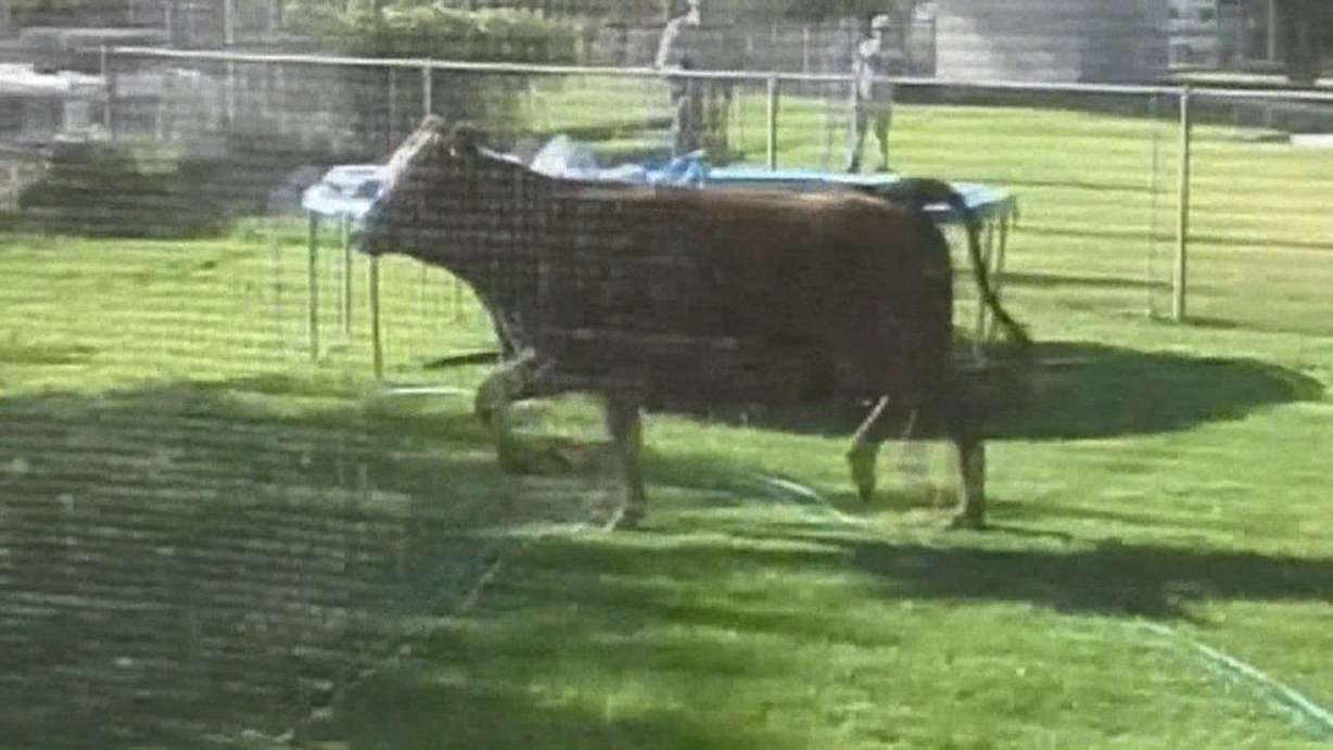 A loose cow runs through a Roy backyard on June
13, 2013.