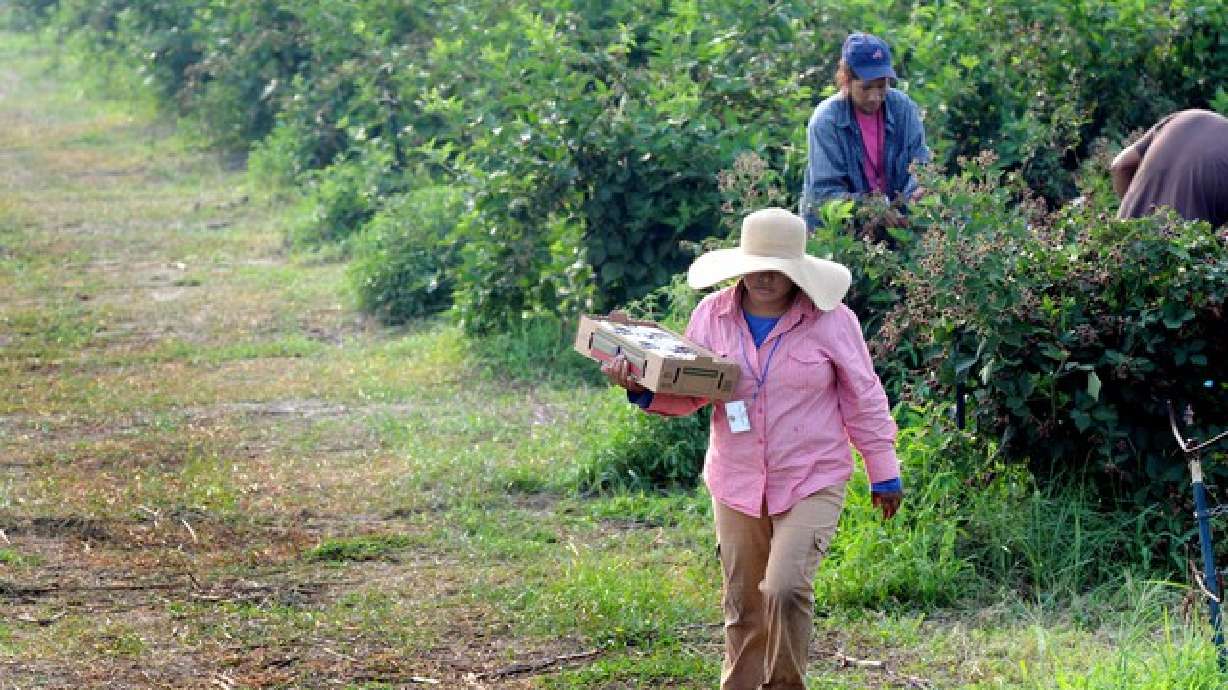 Trabajadores con licencia de enfermedad sufren menos lesiones