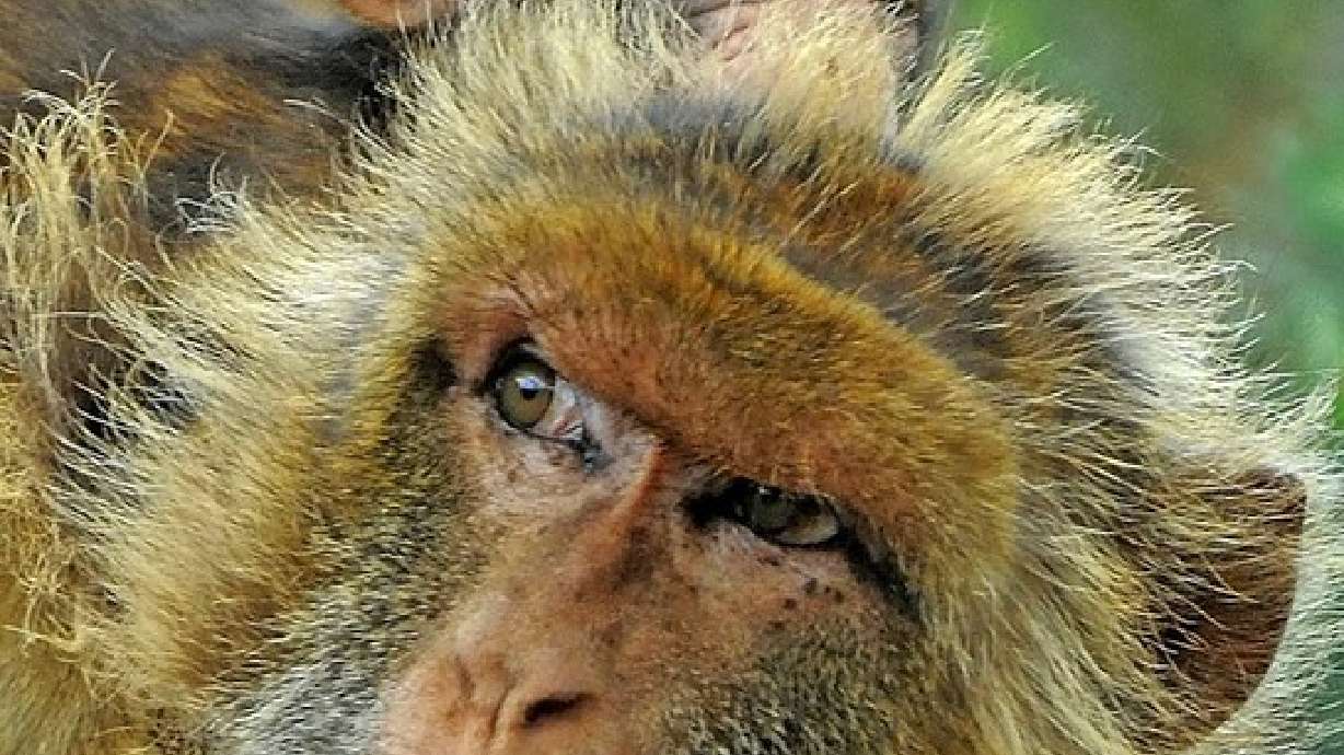 Canguro escapó de parque con ayuda de un zorro y un jabalí