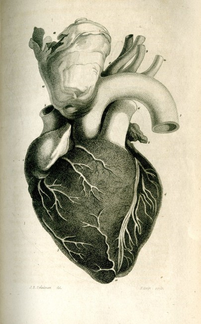 Corazón, músculo principal del cuerpo humano