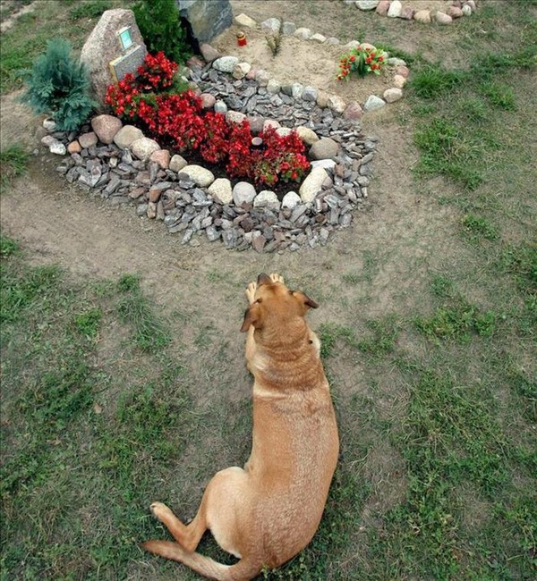 Perro vela la tumba de su amo desde hace seis años