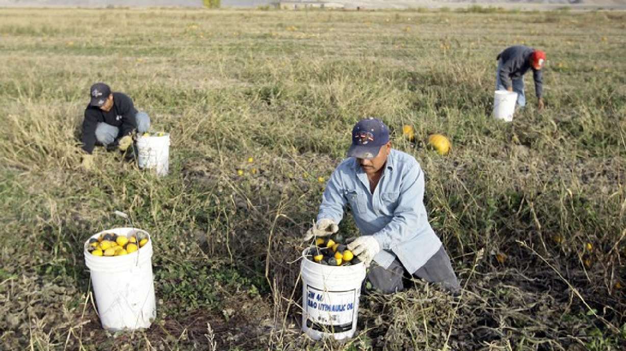 Denuncian una "profunda discriminación" y abusos a trabajadores del campo