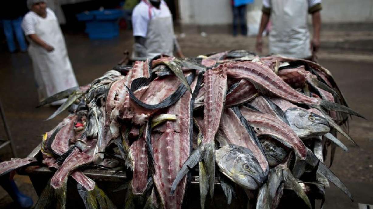 Perú busca cuidar pequeños peces de impacto global