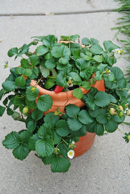 Plante una belleza comestible en su jardín