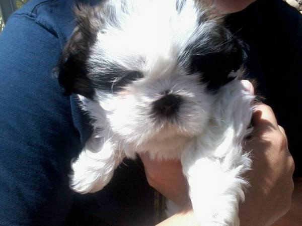 In display of compassion, woman helps family get dog