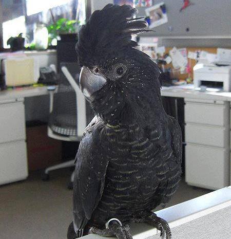 Missing cockatoo found after report of 'strange bird' in tree