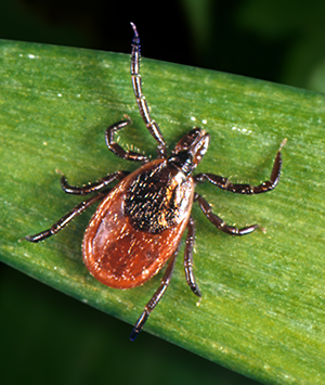 Protéjase contra las enfermedades transmitidas por las garrapatas