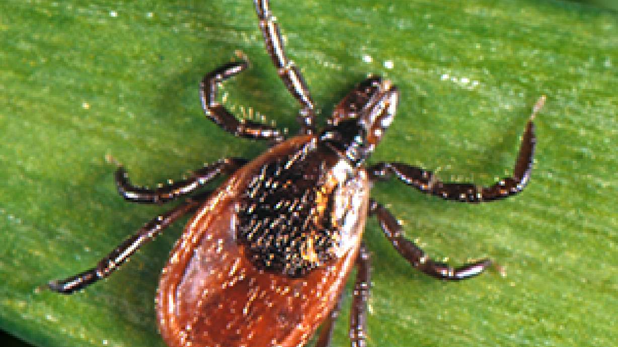 Protéjase contra las enfermedades transmitidas por las garrapatas