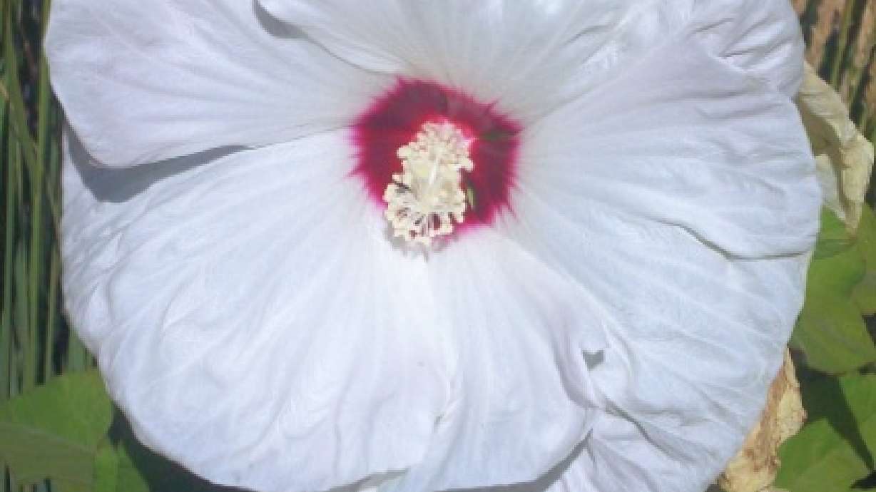 Perennial Hibiscus