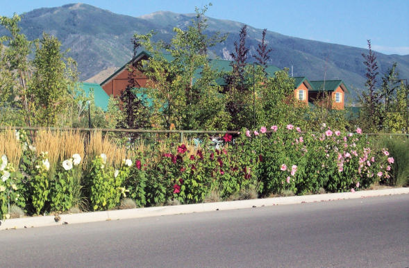 Mixed varieties of perennial hibiscus used as a border in front of Tri City Nursery.