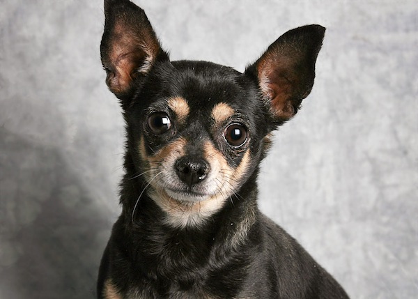 1 of 2 allegedly stolen dogs returned